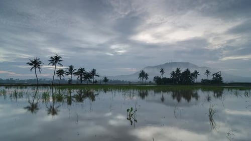 Reflective Rural Scene with Palm Trees at Sunrise