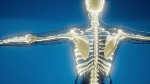 Human Skeleton and Nervous System Anatomy Animation