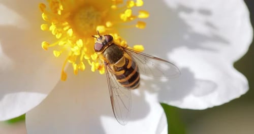 Hoverfly Collects Pollen from Delicate White Flower