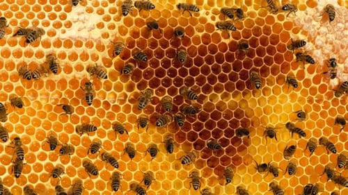 Honey Bees