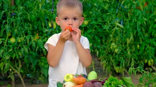 A Child in the Garden with a Harvest of Vegetables
