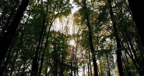 Summer Forest Rays Light Through Leaves Trees
