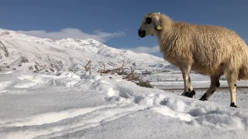 Sheep Grazing on Snowy Mountainside in Winter