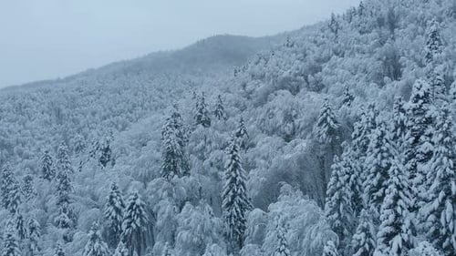 Aerial shot: spruce and pine winter forest completely covered by snow.