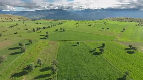 Arbres clairsemés et champs verts sur le plateau