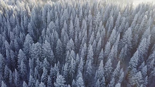 Pine Forest Under Snow in Winter. Aerial View of Coniferous Fir Trees