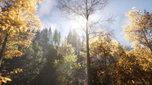 Sun Beams Through Trees