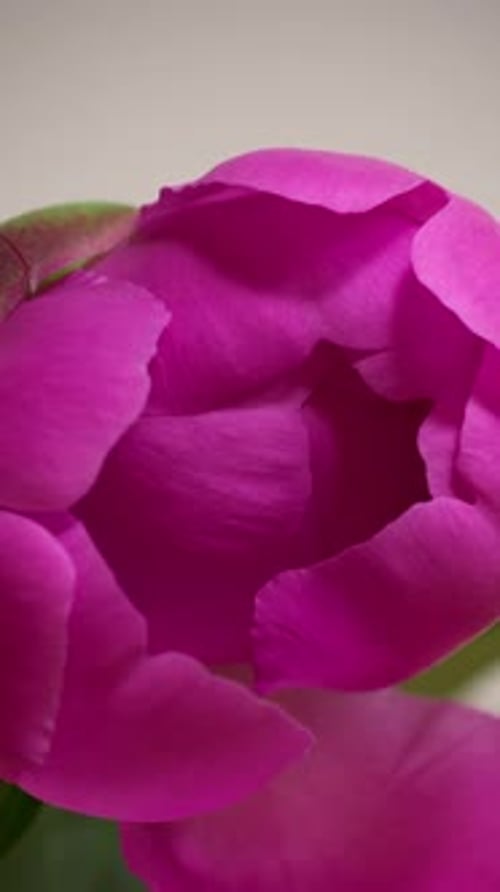 Blooming Purple Peony Flower Close Up