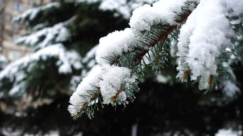 Falling Snow on Pine Tree Branches