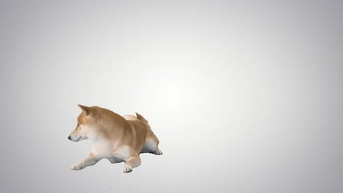 Filhote de cachorro Shiba Inu se afastando em fundo gradiente