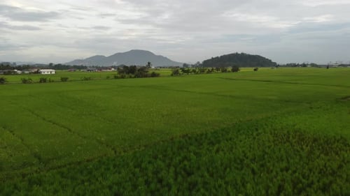 Fly in paddy field in Malaysia
