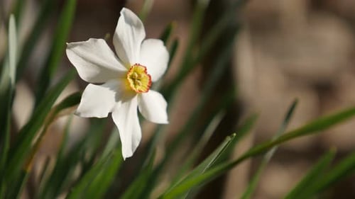 Faisán DOF poco profundo ojo planta narciso y pared de ladrillos 4K 2160p 30 fps Imágenes UltraHD - Primer plano de