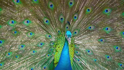 Peacock bird displaying out spread tail feathers with colorful plumage in zoo park.
