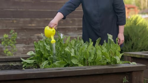 Woman Waters Green Garden Plants in Raised Bed