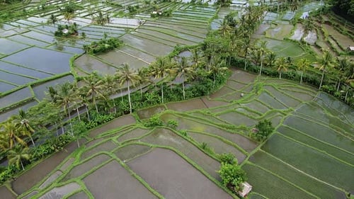 Flyover the Rice Fields in Bali Indonesia