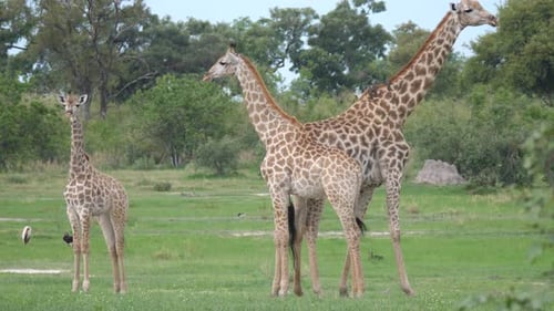 Giraffes Grazing Peacefully in the African Savanna