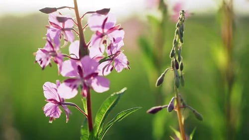 Blumen von Weidenröschen am frühen Morgen