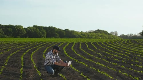 Landwirt verwendet Tablet im Bereich der jungen Sonnenblume