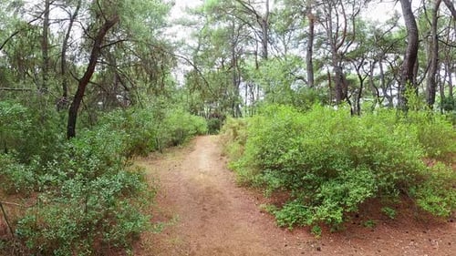 Forest Walk