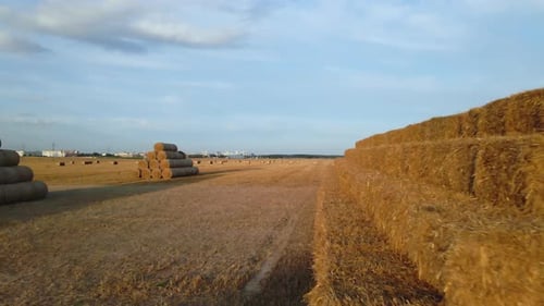Straw collected in bales after the grain harvest.