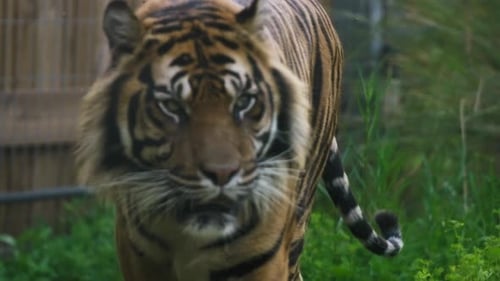 Tigre caminando inquieto en el zoológico