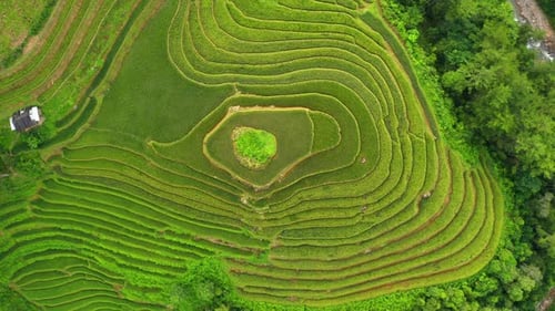 Aerial top view of paddy rice terraces, green agricultural fields in Vietnam.