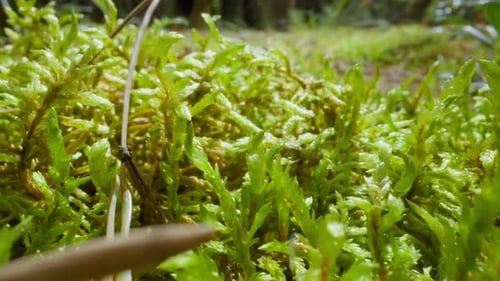 Young Lush Grass Sprouts Grow on Ground in Forest Coseup