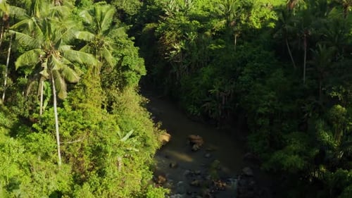 Lush Green River Through Tropical Rainforest Canopy