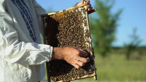 Frames of a bee hive. Hand of beekeeper is working with bees and beehives on the apiary.