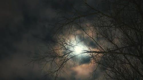 Moody Moonlight Shining Through Tree Branches