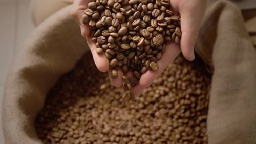 Hands Hold Coffee Beans in Rustic Burlap Sack