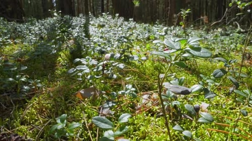 Plantes d'airelles avec de petites baies colorées sur Glade