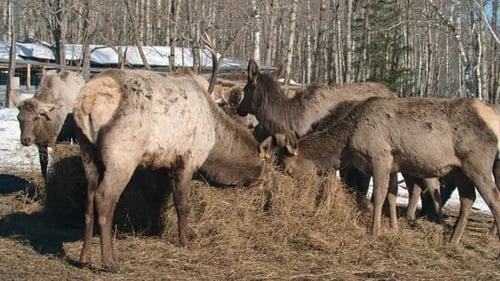 Deer Eating Hay