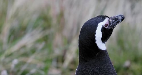 Close Up of a Magellanic Penguin