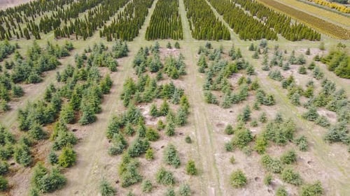 Coniferous Saplings Plantation Planted in Rows on Field at Daytime