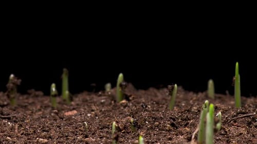 Time Lapse of Barley Growing