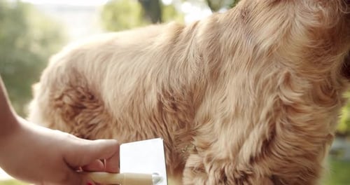 Person Brushing Long-Haired Dog in Sunny Yard