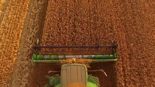 Combine Harvester Working in Golden Wheat Field