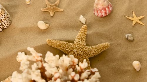 Koralle, Muscheln, Seesterne im Sand, Rotation, Nahaufnahme