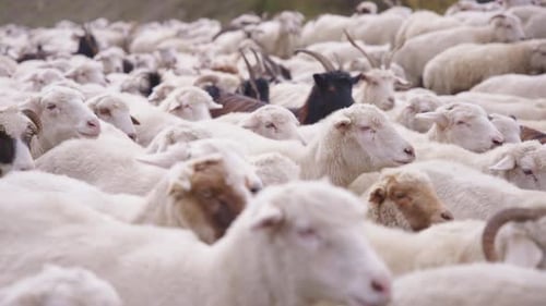 Schafe und Ziegen gehen auf einer Straße