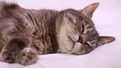 Nette Tabby-Katze schläft leicht vor weißem Hintergrund in einer Nahaufnahme