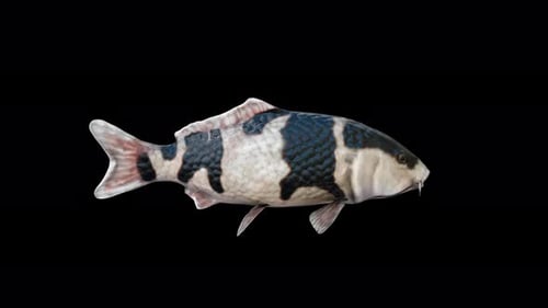 Realistic Animated Black and White Koi Fish