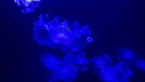 Luminous Jellyfish Floating Gracefully in Deep Blue Water