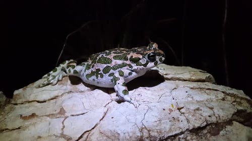 European green toad moving on a rock at night