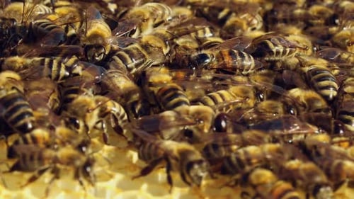 Bees Crawling on a Honeycomb Close Up