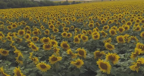 Aerial shot of a sunflower field