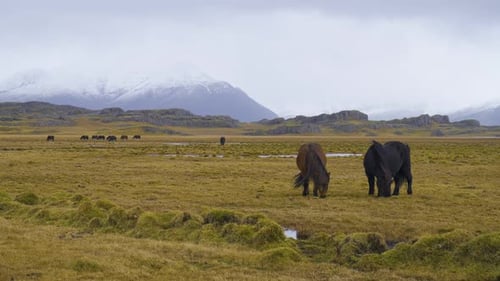Horses Grazing in a Rural Landscape
