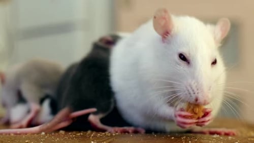 Close Up of Rats Eating Indoors