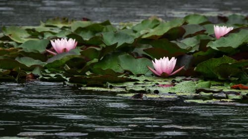 Lotus Flowers On Lake Water And Rain