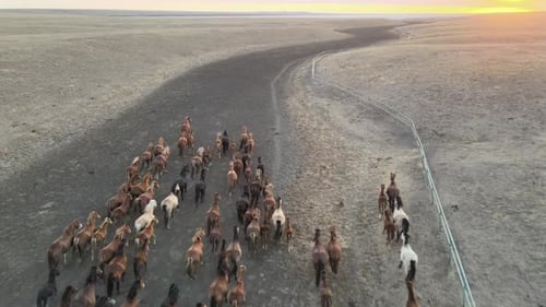 Wild Horses Running